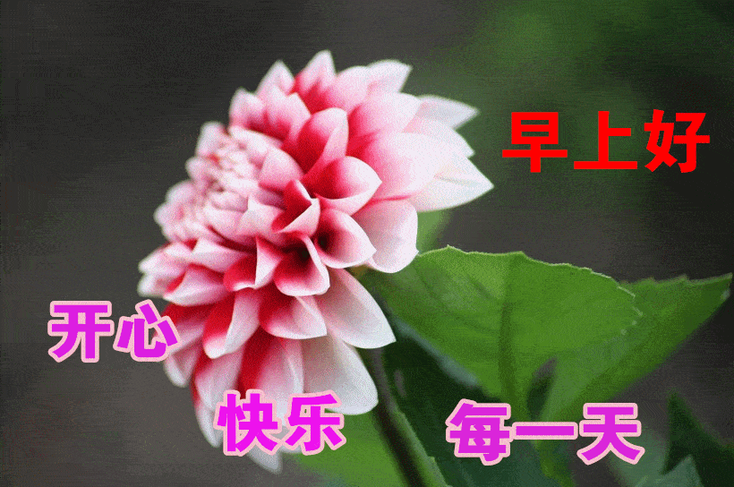 2020早上好阳光短信祝福语句,微信清晨最美的早安问候表情图片
