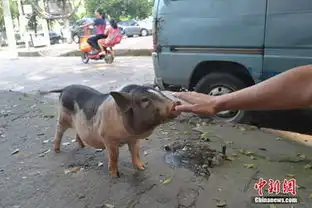 高清南昌现遛猪人小花猪取名奶牛街头卖萌