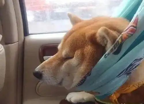 疫情隔离被流放,美女囚犯却玩起了这样的直播