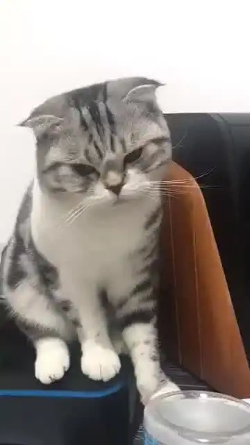 主人说教猫咪,表情好委屈,看着太逗了