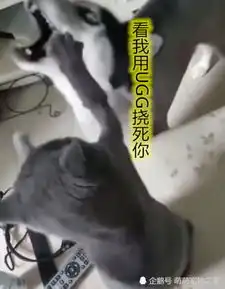 蓝猫剃毛后心情不好,二哈上前挑衅遭暴打,搞怪表情让主人笑喷了