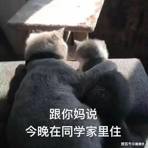 最新表情包图片糟糕,被发现了,别慌,我要冷静