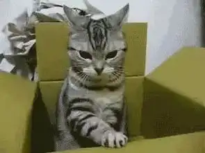 主子,依毛色推测,你是只温婉可爱的猫吧