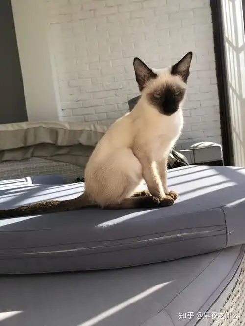 这只猫到底值多少钱,自己的暹罗猫