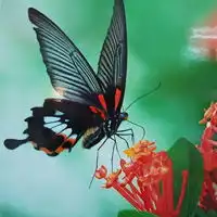 完全的结合花红色,蓝色,黑色好看的qq蝴蝶头像图片大全