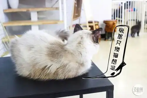 杭城吸猫地图价值好几万的贵妇猫免费吸,随手拍一张都是表情包