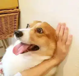 柯基微胖起来也是蛮可爱的..