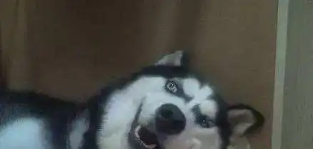 空狗贴没什么人点,也没什么人看.反映了人心背向