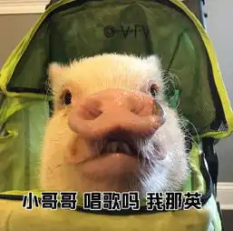 斗图搞笑表情包小哥哥,打游戏吗