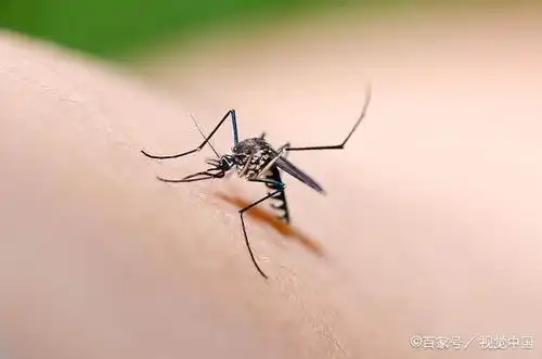 卧室里放一张纸,整个夏天没有蚊子
