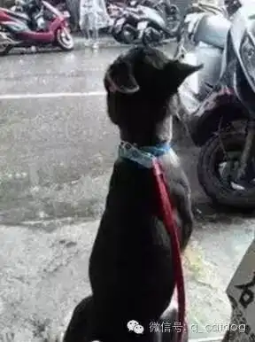 出门散步前突下雨,狗狗的表情瞬间傻眼,这幽怨的背影