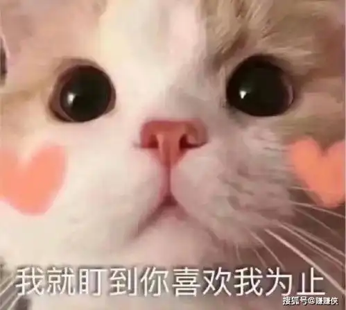 最新热门表情包图片姐姐搞笑了,我就盯到你喜欢我为止