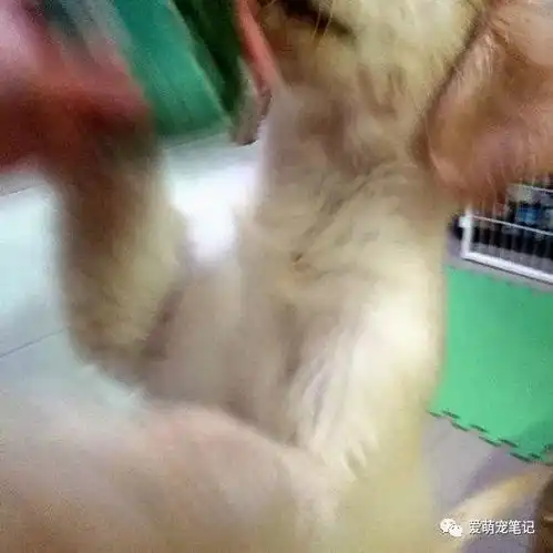女孩下雨天带金毛出来散步,狗狗接下来的行为却把主人搞崩溃了