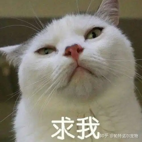 猫咪只想和你混口饭吃想要猫咪不高冷,这七字真言请收藏