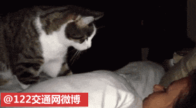 夏威夷大火,两只猫咪引热议,网友关键时刻,猫也能救你的命