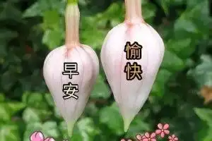 早安问候语图片早上好问候语表情短信清晨问候大全搞笑大小王