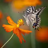 完全的结合花红色,蓝色,黑色好看的qq蝴蝶头像图片大全