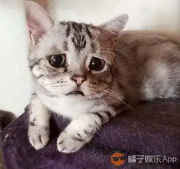 有趣ins上一只长得超委屈的喵星人看得人心都萌化了
