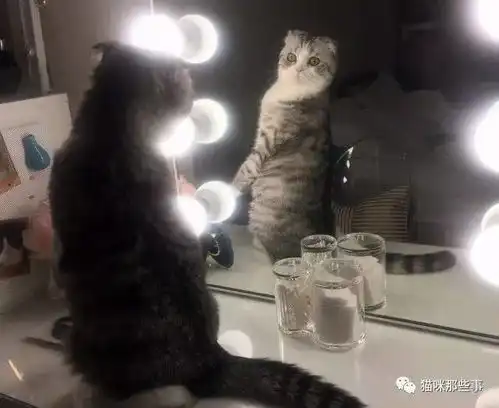 镜子千万不要擦得太干净,否则你的猫