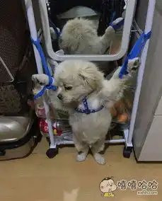 sm汪