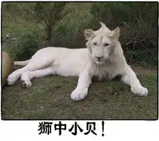 笑死不偿命超级搞笑动物表情集锦