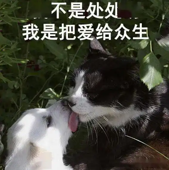 渣猫爱不爱表情包猫咪与渣女表情包真是绝配啊