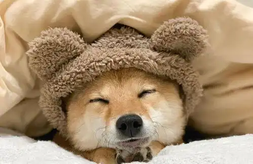 每只柴犬都会微笑吗笑就代表它非常开心吗