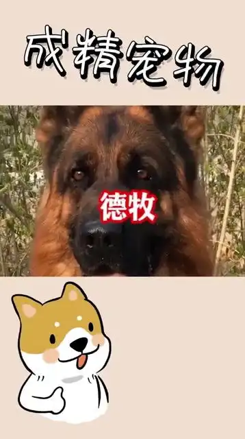 德牧是真的帅