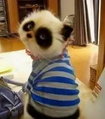 测试一个超长简介的文章