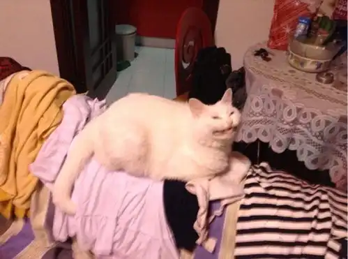 这届铲屎官不好带,让猫咪操碎了心