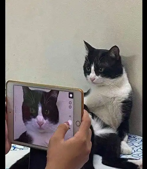 主人给猫咪拍照,它保持着一个姿势表情很久都没动,猫快点啊