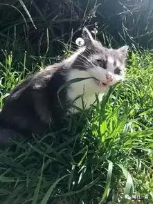 不小心抓拍到猫吃草的瞬间,太有魔性