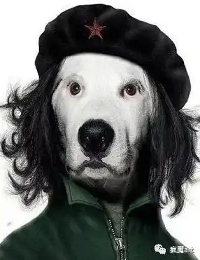 犬儒是如何变鸡贼的