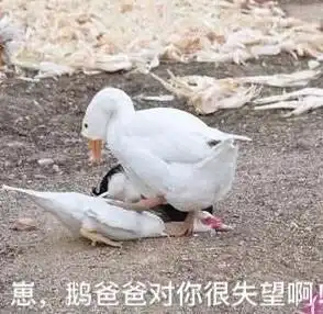 enjoy大鹅表情包图片要亲亲要抱抱要举高高表情包图片下载乐游网游戏下载