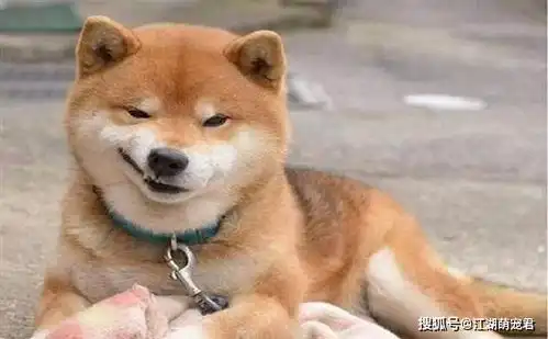 想养柴犬吗5个缺点了解一下