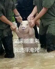 台风中救出来的猪表情包高清下载从台风中救出来的猪被做成表情包完整版腾牛下载