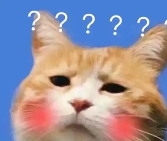 中华田园猫,我的心头好
