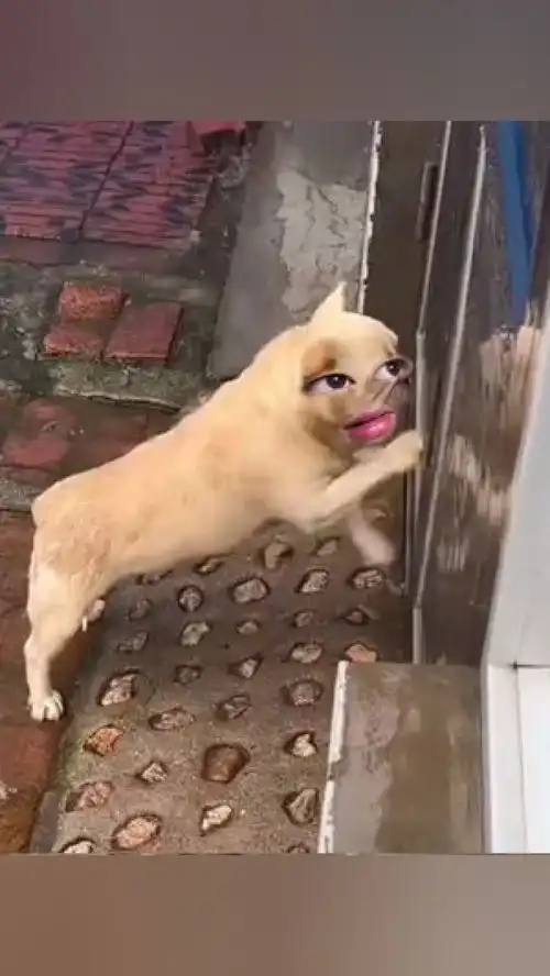 我真是服了下雨了狗狗萌宠搞笑动物的迷惑行为