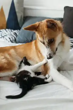 点击来源直接获取大图文件可爱的小猫和金色的小狗在时尚房间的床上玩耍可爱的黑白小猫和小狗带着有趣的表情在毯子上玩耍温馨的家,朋友们摄影搞笑狗狗高清大图