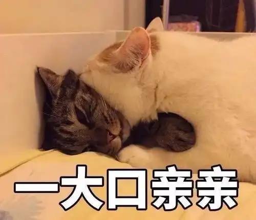 暑期最热的国产综艺你快来看
