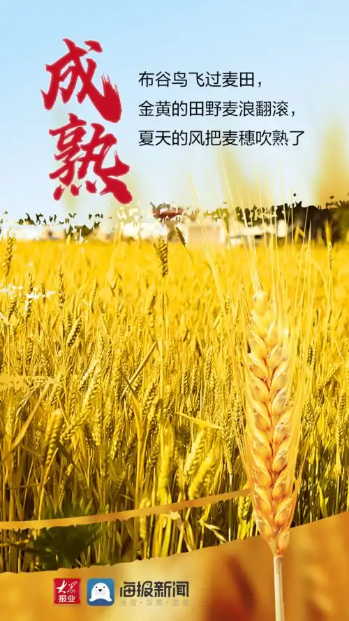 微海报丨山东小麦开镰收割汗水浇灌丰收