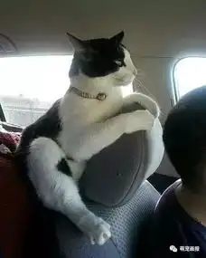 可爱猫咪照片集锦