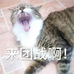 表情包丨萌猫表情包来袭