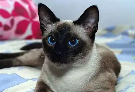 喜马拉雅猫与暹罗猫的区别