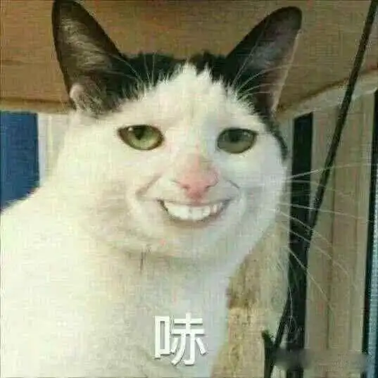 表情哪些好看又有趣的萌宠表情包,你的手机里有吗表情