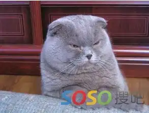 请问这只是什么猫