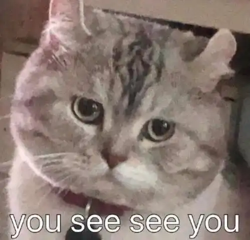 猫咪表情包感觉收藏起来别输在起跑线