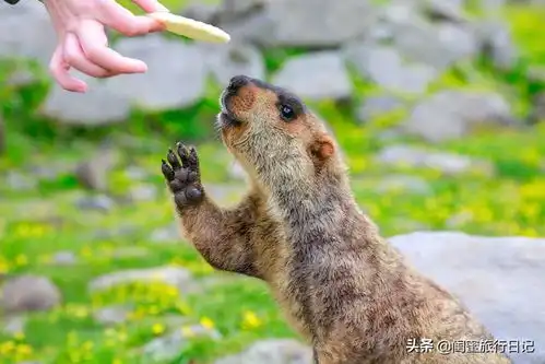 川西被忽略的仙境,原始自然,静谧悠闲,犹如鲜为人知的世外桃源