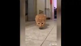 2020年抖音tiktok搞笑猫咪视频合集31