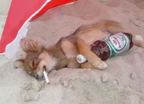 爆笑图集,你举手就是为了让我过来闻你的屁